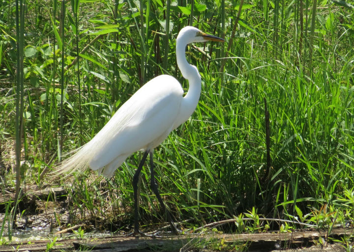 Great Egret